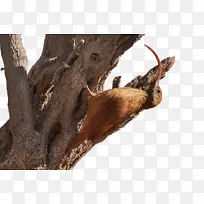 Ê÷ ľͷ ±Ç×Ó-¿ÕÈôÍø Ê÷ ľͷ ±Ç×Ó-¿ÕÈôÍø