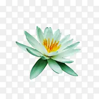 花 水生植物 花瓣-空若网 花 水生植物 花瓣-空若网