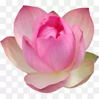 ��������ˮ��ֲ������-������