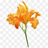 ��ɫ�ƻ��� ��ɫ�ٺ� ֲ�ﾥ-������