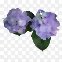 绣球 堇菜科 薰衣草-空若网 绣球 堇菜科 薰衣草-空若网