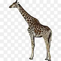 长颈鹿 陆生植物 生物学-空若网 长颈鹿 陆生植物 生物学-空若网