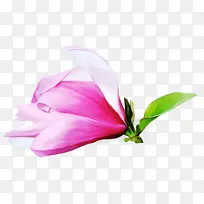 切花 花朵 花瓣-空若网 切花 花朵 花瓣-空若网