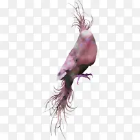 鱼 尾巴 生物学-空若网 鱼 尾巴 生物学-空若网