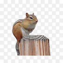 花栗鼠松鼠沙鼠鼻子-空若网 花栗鼠松鼠沙鼠鼻子-空若网