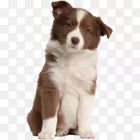 �߾�����Ȯ���ֲ�����Ȯ����Ȯ���Ĵ���������Ȯ����ë��Ȯ-С��PNG͸��ͼ��-������