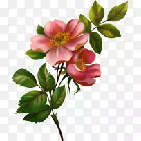 花卉剪贴画-空若网 花卉剪贴画-空若网