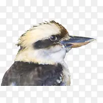 鸟类 喙 羽毛-空若网 鸟类 喙 羽毛-空若网