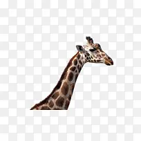 ����¹ ������� Ұ������-������