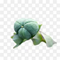 Ҷ ����ѧ ��ѧ-������