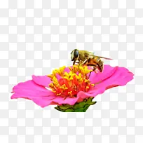 昆虫 蜜蜂 传粉者-空若网 昆虫 蜜蜂 传粉者-空若网