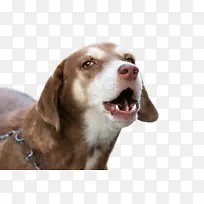 狗 鼻子 伴侣狗-空若网 狗 鼻子 伴侣狗-空若网