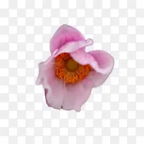 花 花瓣 特写-空若网 花 花瓣 特写-空若网