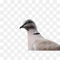 鸟类 喙 米-空若网 鸟类 喙 米-空若网