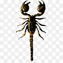 昆虫 传粉者 蜜蜂-空若网 昆虫 传粉者 蜜蜂-空若网