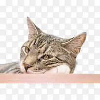 李龙 加利福尼亚州斯潘格勒猫 美国短毛猫-空若网 李龙 加利福尼亚州斯潘格勒猫 美国短毛猫-空若网