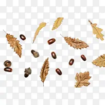 飞蛾和蝴蝶 蝴蝶 昆虫-空若网 飞蛾和蝴蝶 蝴蝶 昆虫-空若网