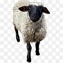 绵羊 山羊 鼻子-空若网 绵羊 山羊 鼻子-空若网
