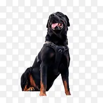 狗狗 狗狗科学-空若网 狗狗 狗狗科学-空若网