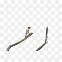 ���� ��֦ �-������