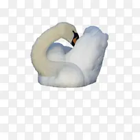 天鹅 鸟类 水鸟-空若网 天鹅 鸟类 水鸟-空若网