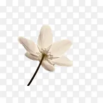 �� ���� ֲ��-������