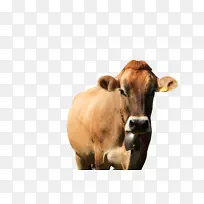 奶牛 山羊 乳制品-空若网 奶牛 山羊 乳制品-空若网