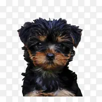 约克郡梗 莫基梗 澳大利亚丝梗-空若网 约克郡梗 莫基梗 澳大利亚丝梗-空若网