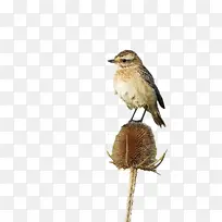 鸟类 鹪鹩 喙-空若网 鸟类 鹪鹩 喙-空若网