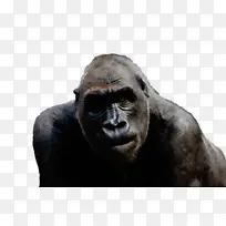 ˮ�ʻ� ���� ʪīˮ-������