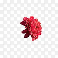 切花 花瓣 红色-空若网 切花 花瓣 红色-空若网