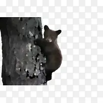 鼻子 皮毛 科学-空若网 鼻子 皮毛 科学-空若网