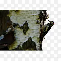 树木 植物 木材-空若网 树木 植物 木材-空若网