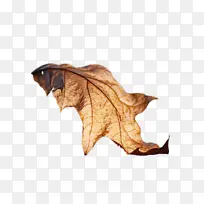 Ҷ�� ��ѧ ����ѧ-������