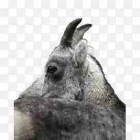 山羊 野生动物 鼻子-空若网 山羊 野生动物 鼻子-空若网