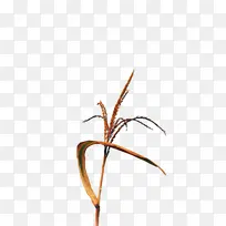 ֲ�ﾥ С֦ ��-������