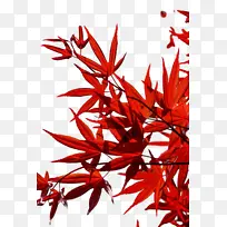 Ҷ�� �� ��֦-������