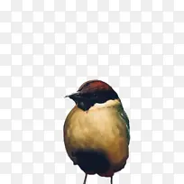 鸟类 鹪鹩 喙-空若网 鸟类 鹪鹩 喙-空若网