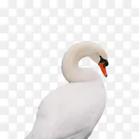 天鹅 鸟类 水鸟-空若网 天鹅 鸟类 水鸟-空若网