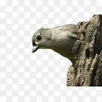 皮形目 喙 羽毛-空若网 皮形目 喙 羽毛-空若网