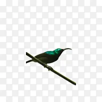 鸟类 喙 羽毛-空若网 鸟类 喙 羽毛-空若网