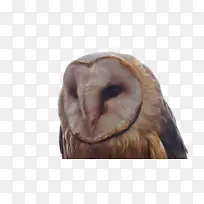 喙 鸟 鼻子-空若网 喙 鸟 鼻子-空若网