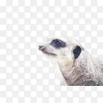 猫鼬 鼻子 胡须-空若网 猫鼬 鼻子 胡须-空若网