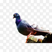 ���ױ��ǿ� ��ë �-������