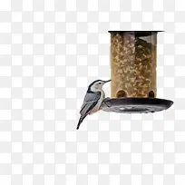 鸟 鸟食 科学-空若网 鸟 鸟食 科学-空若网