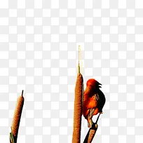 鸟类 喙 羽毛-空若网 鸟类 喙 羽毛-空若网