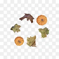 叶 果实 植物结构-空若网 叶 果实 植物结构-空若网