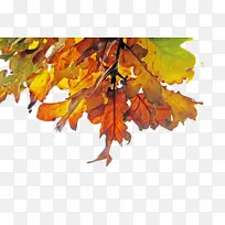 Ҷ�� ��֦ ��Ϻ-������