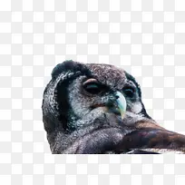 喙 鸟 鼻子-空若网 喙 鸟 鼻子-空若网