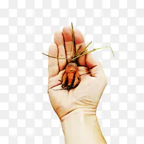 昆虫 嗯 制造爪子-空若网 昆虫 嗯 制造爪子-空若网